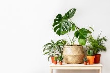 Houseplant 101: Essential Tips for Successful Plant Care