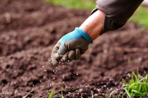 The Ultimate Guide to Choosing the Right Fertilizer for Your Plants